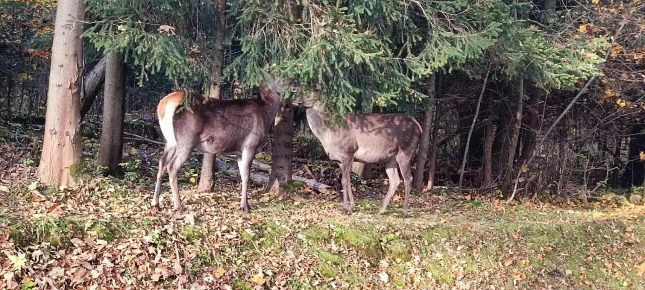 Domek Raj Zakopane Zewnętrze zdjęcie